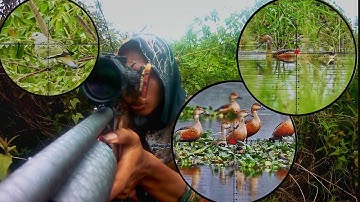 BERBURU BELIBIS❗ RATUSAN BELIBIS MENYAMBUT KEDATANGAN SNIPER GONDRONG FULL POIN