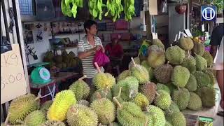 Nikmat durian dari pokok 120 tahun