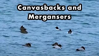 Canvasback Ducks and Common Mergansers Swimming
