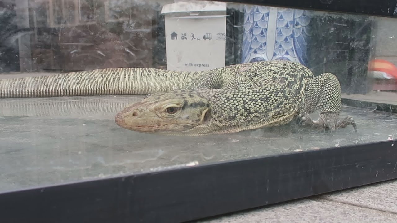 ペットの大トカゲ捕獲 静岡市内の住宅地 Youtube