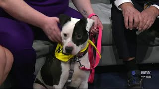 2nd Chance Pet: Cow Baby