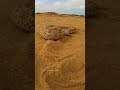 Horned desert viper attack | Snake attack Video