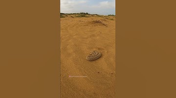 Horned desert viper attack | Snake attack Video