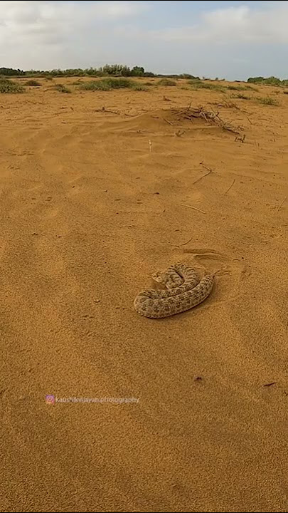 Horned desert viper attack | Snake attack Video