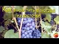 Виноград как вырастить из косточки Инструкция 1ч how to grow grapes from seed 1Виноград из косточки