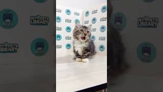 MC Super Short Munchkin Ragdoll Kitten (Female)