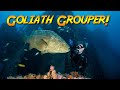 Friendly Goliath Grouper gets help from a diver! (And becomes his new best friend!)