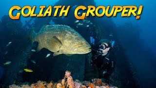 Friendly Goliath Grouper gets help from a diver! (And becomes his new best friend!)