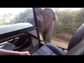 Нападение слона на сафари Шри-Ланка