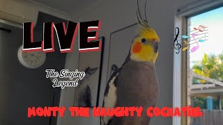 Monty The Naughty Cockatiel is live