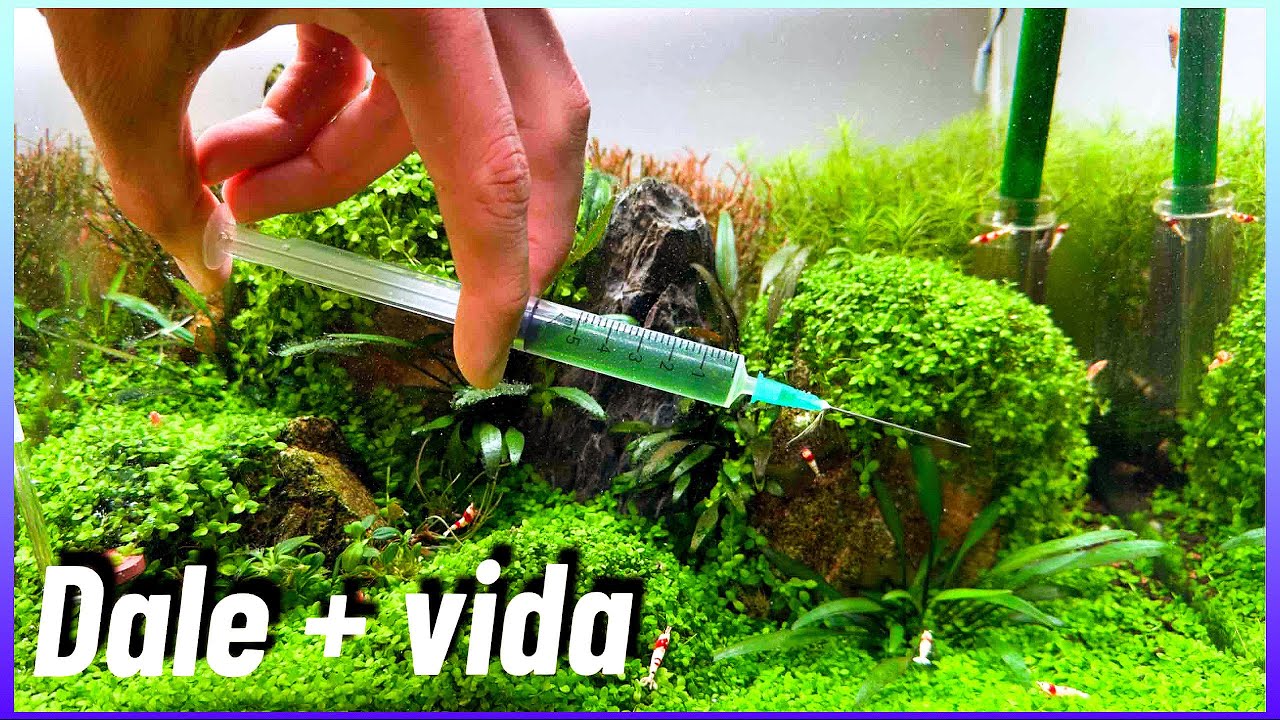 INYECTAR ABONO 💉LÍQUIDO AL SUSTRATO DE UN ACUARIO 🌿 ¿FUNCIONARÁ?