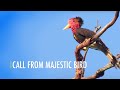 Call From Majestic Bird (Bahasa)