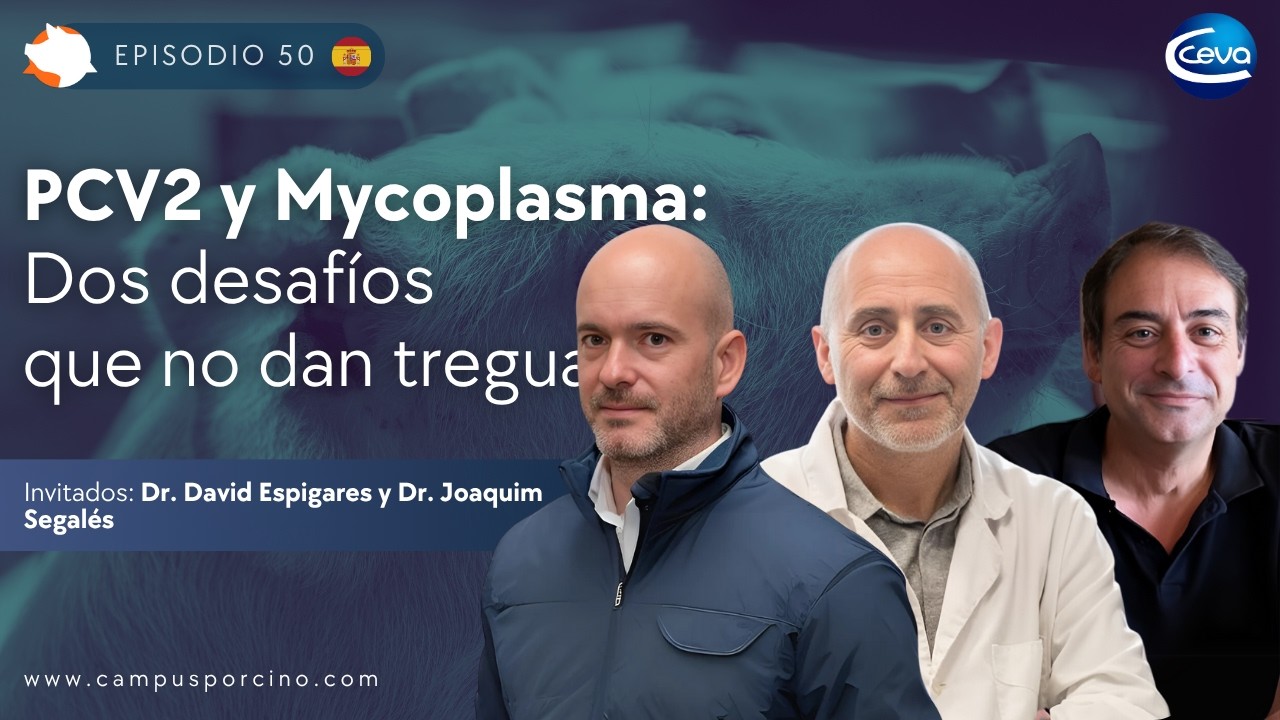 #50 - PCV2 y Mycoplasma: Dos desafíos que no dan tregua - Dr. Joaquim Segalés y Dr. David Espigares
