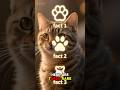 3 Rare cat facts not all pet owners know! #catshorts #catsofyoutube #shorts #cats #catlovers
