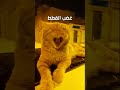 صوت غضب القطط 