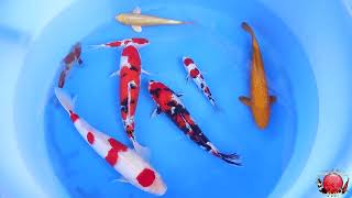 Cotskoi Auction - Quality Koi Auction Ending August 30th, 2026