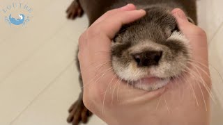 カワウソぼぶりんの近況報告☆　Otter Bob is happy again today!