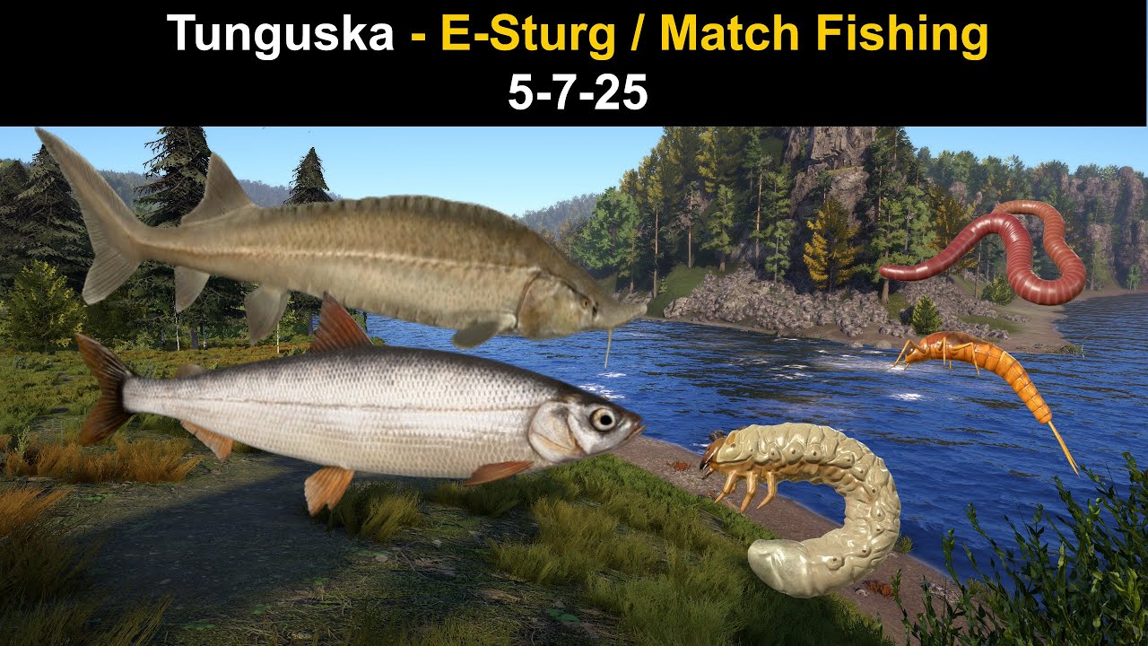 Russian Fishing 4, Tunguska - E-Sturg / Match Fishing 5-7-25 - YouTube