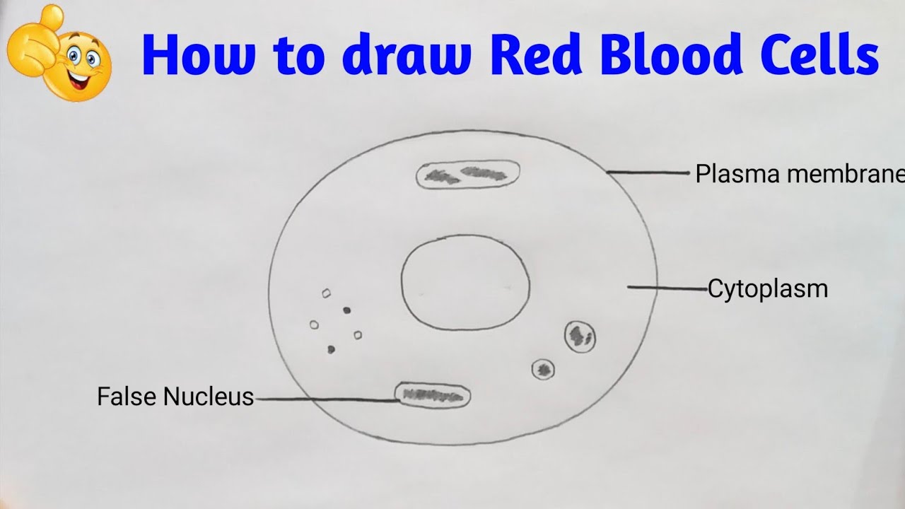 Red Blood Cell Diagram Labeled Free Diagram For Student | Images and ...