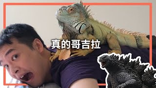 為什麼蜥蜴有三隻眼睛？ 吃素還伶牙俐齒？是真的哥吉拉！Ft.綠鬣蜥 by  史考特 Walking Wild 33,199 views 3 years ago 8 minutes, 1 second