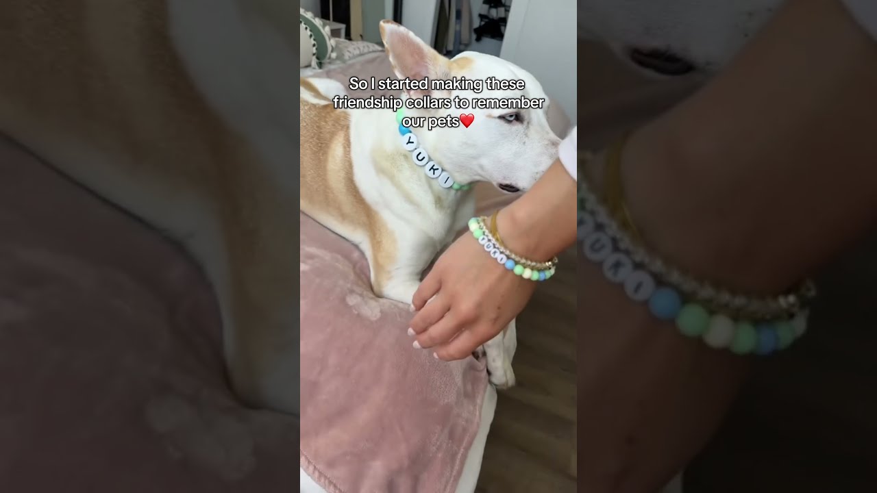 He Would Ve Love It Dogsofinstagram Dogs Pets Viral