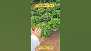 HOA CÚC MÂM XÔI HÀN - SIZE 80 CM- 0981.996.880