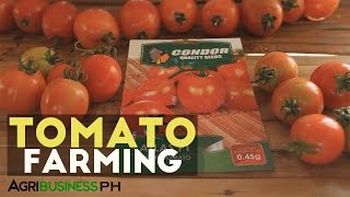 Growing Tomatoes : How to grow tomatoes #Agriculture