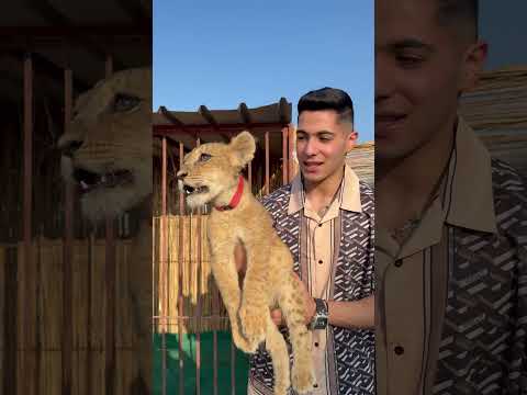 الأسد الصغير دخل في القفص وطلع بين الحديد ❤️