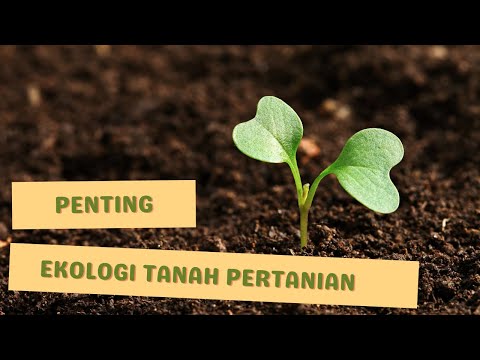 Video: Seberapa penting udara tanah?