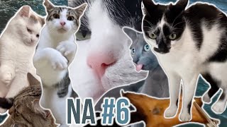 Funny cats #6