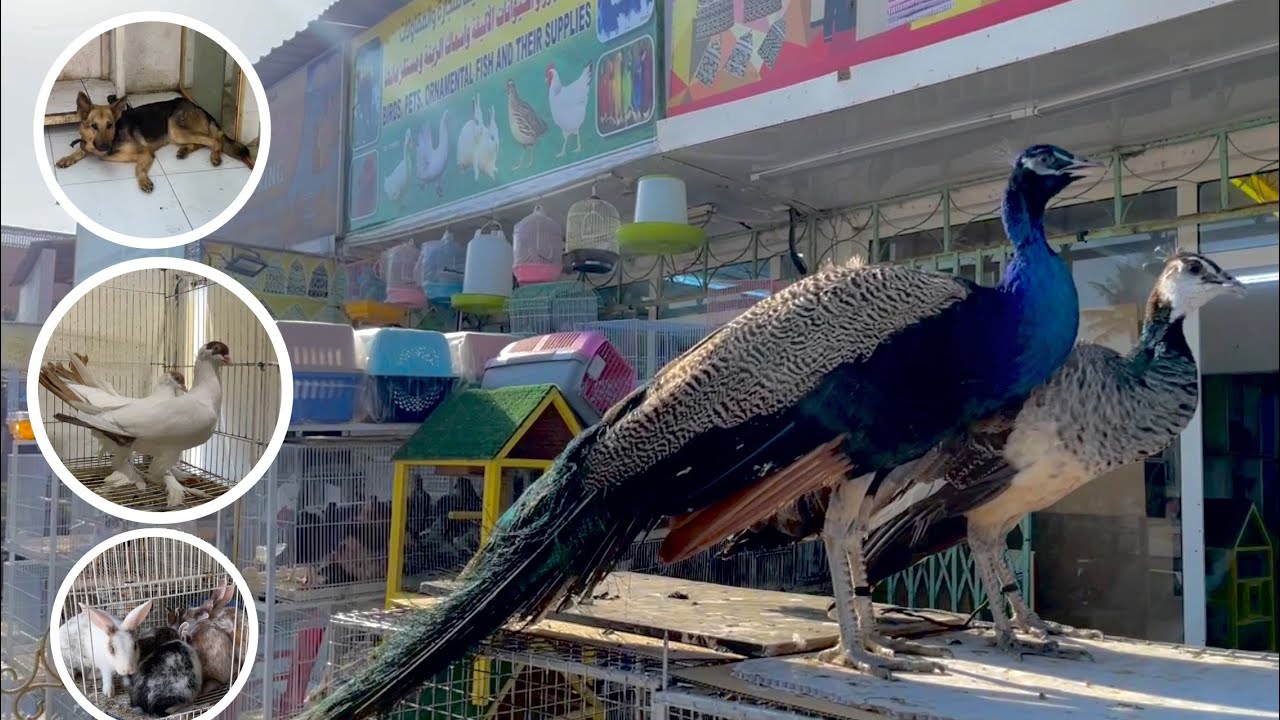 سوق الحافة لبيع أنواع الحيوانات ومستلزماتها 😍🔥