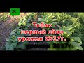 Табак. Первый сбор урожая 2017г.