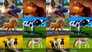 Mga Hayop Pag-aaral HD Learning Hayop Mga tunog For Toddlers Learning Domestic Hayop screenshot 4
