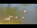 Canadian geese and their goslings