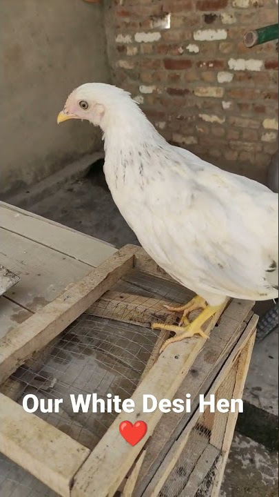 Our White Desi Hen | #shorts #youtubeshorts #viralvideo #trending