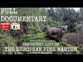 The secret life of the pine marten  full documentary