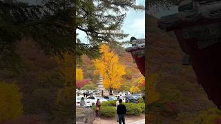 지금 놓치면 1년을 기다려야하는 #부산단풍명소 #범어사