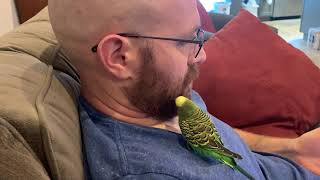Parakeet grooms owner's beard + sleepy parakeets nestle and groom