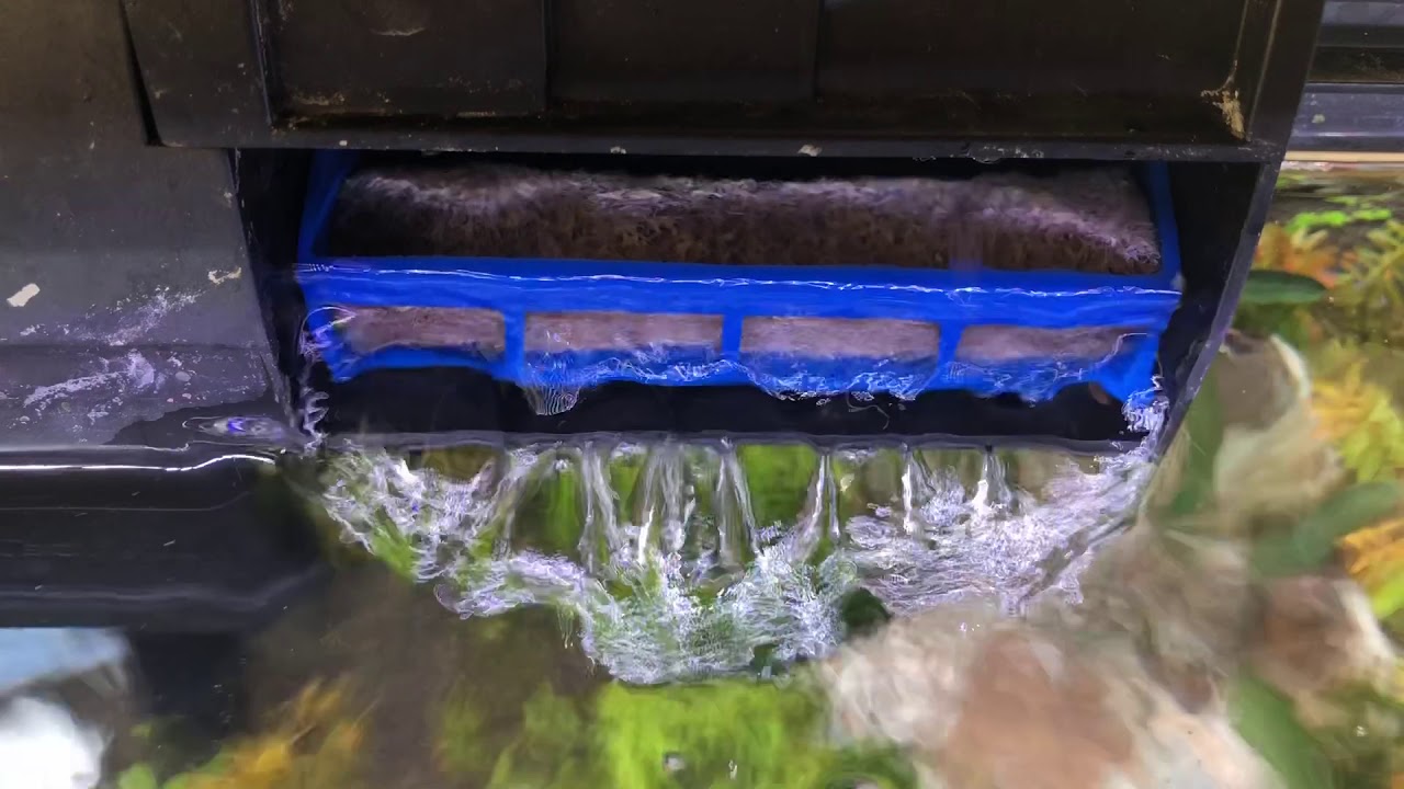 How to Troubleshoot Surface Oily Film and Melting Plants in New Aquariums YouTube
