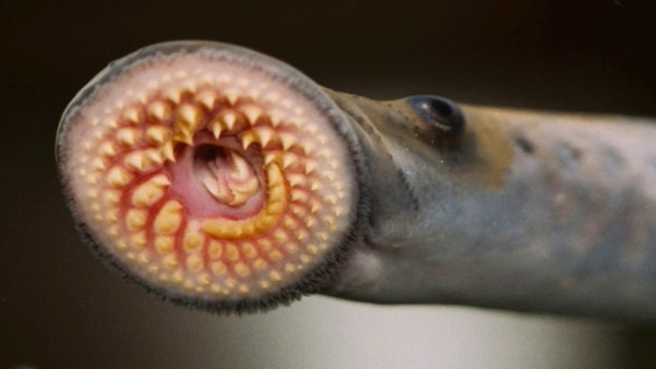 Sea lamprey Facts Interesting Facts about Sea lamprey