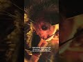 Peculiar and pretty cool....the aye-aye | San Diego Zoo #shorts