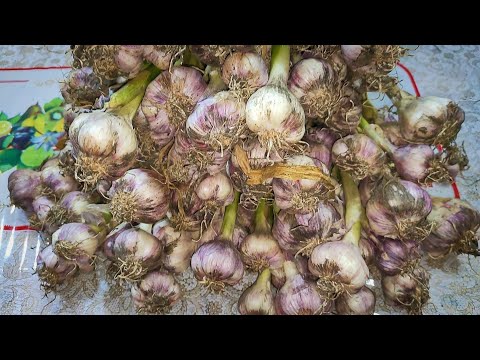 هاتي 100 كيلو ثوم وعلينا طريقه حفظه 10 سنين بدون ما يغير لونه او طعمه موسم الثوم