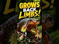 Salamander I The Animal That Can Regrow Its Limbs! 🦎  Amazing Salamander Facts  Zoovanta TV