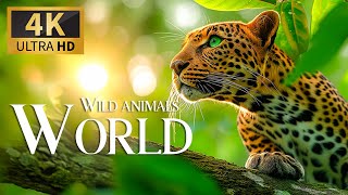 Wild Animals Of World 🐾 Discovery Relaxation Film With Soothing Relaxing Piano Music