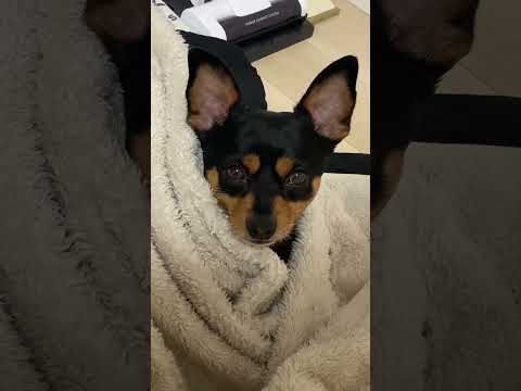 白犬 ライブディオZX仕様！ 金エンブレム在庫一覧/安心保証付き