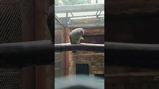 Red Bellied Parrot (Poicephalus rufiventris) Afrika Timur