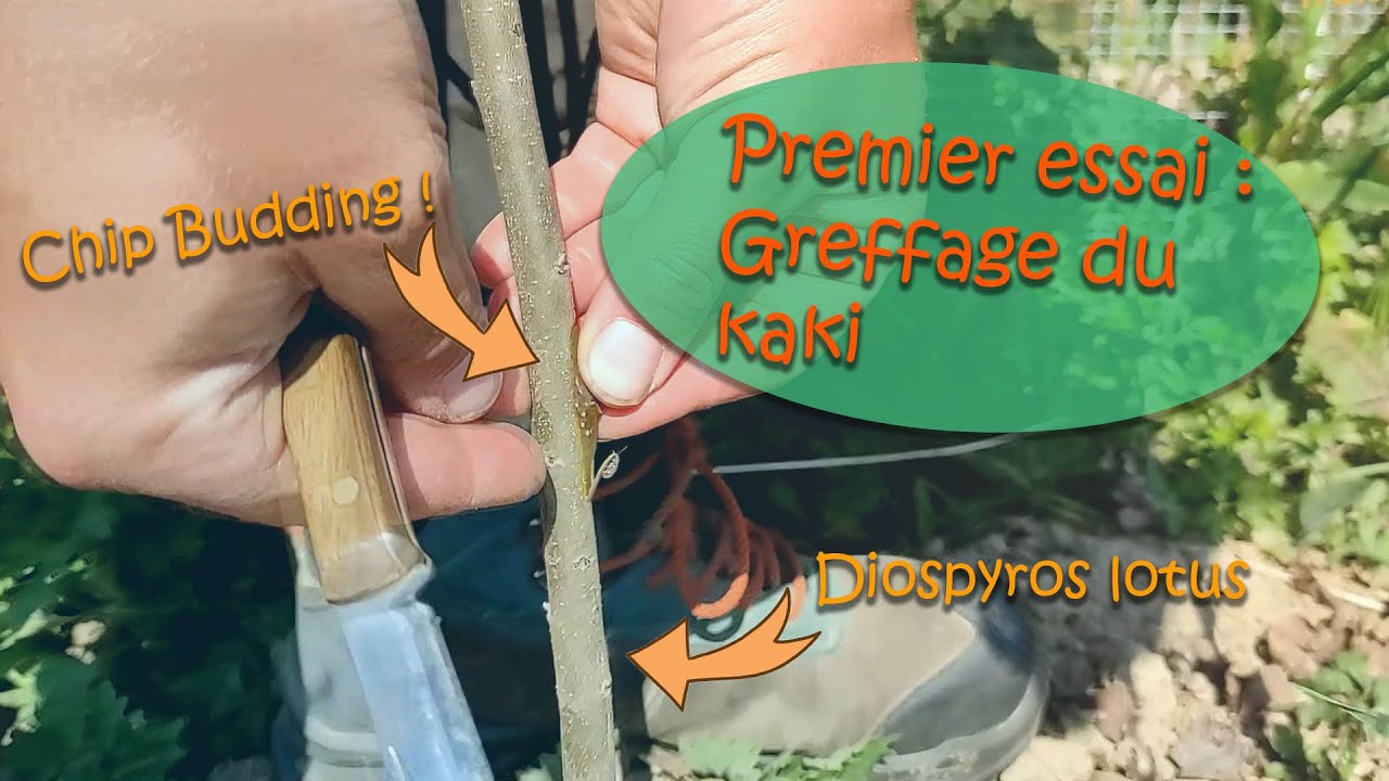 1er essai greffage du kaki : greffe en chip budding