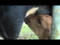 CALF MILKING - RED BRAHMAN