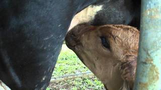 CALF MILKING - RED BRAHMAN