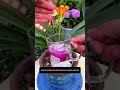 4 Genius Plant Hacks Using Kitchen Ingredients (MSG, Onion, Sugar &amp; More!) 🌱
